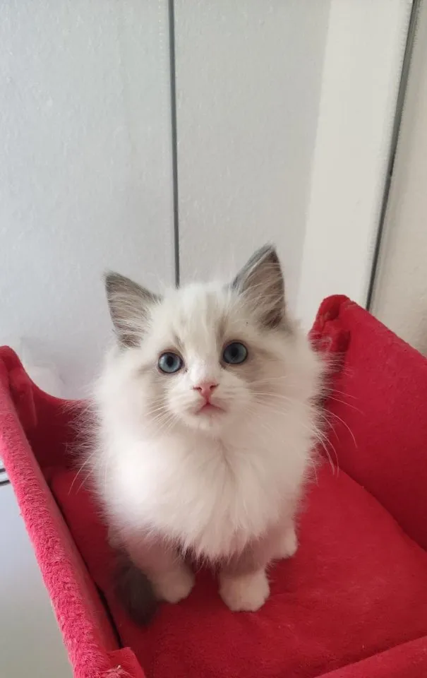 Ragdolls mit Stammbaum