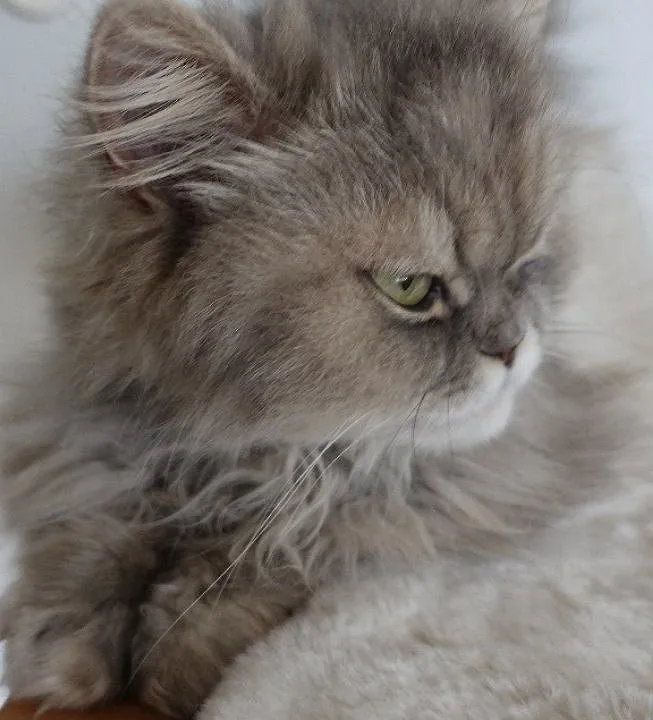 Perser Katze Mädchen abholbereit