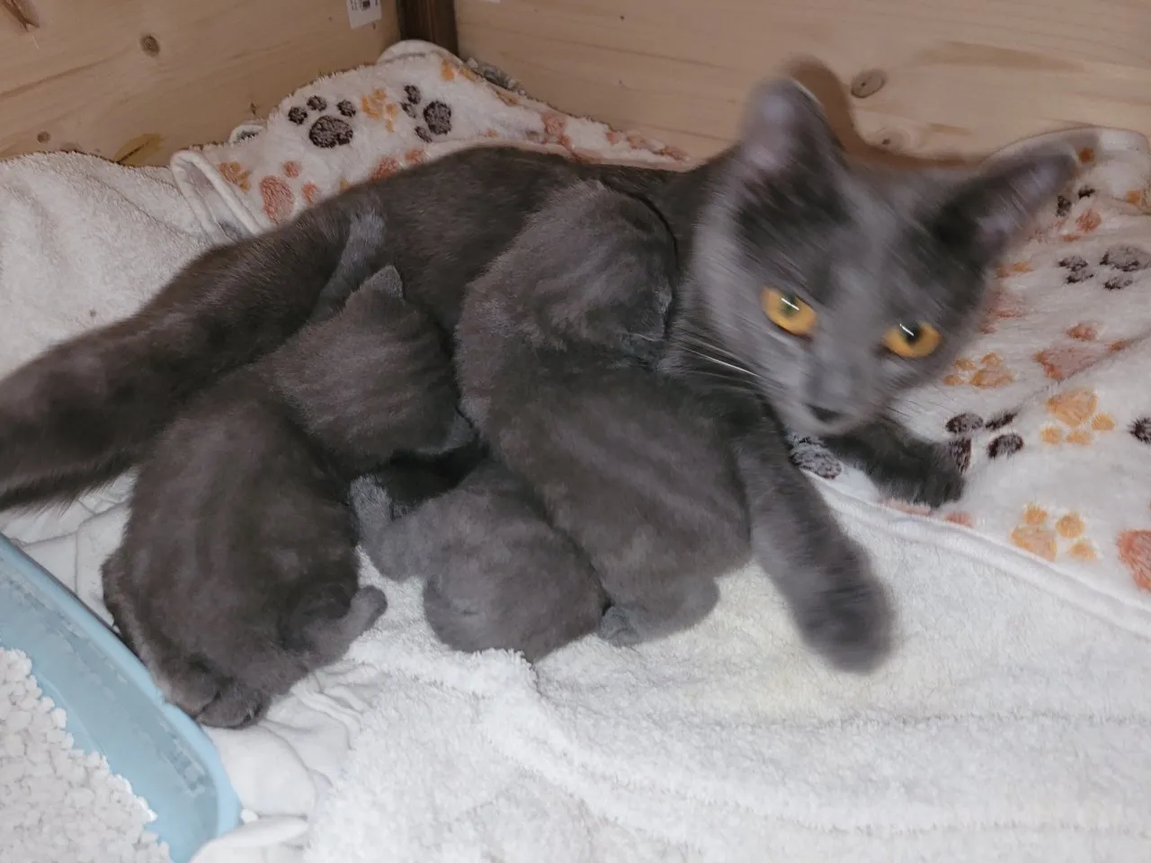 Chartreux, die echte Kartäuser, Kitten zu verkaufen