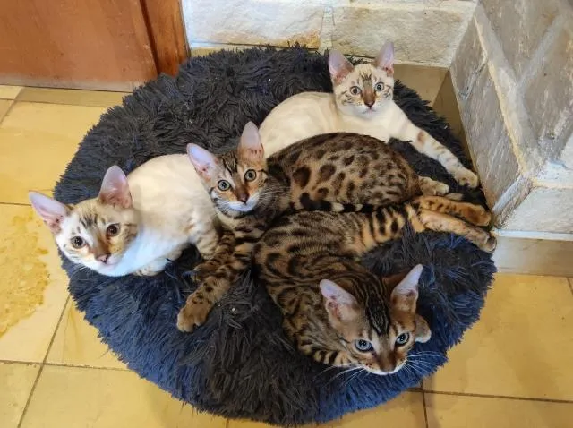 Bengal Kitten