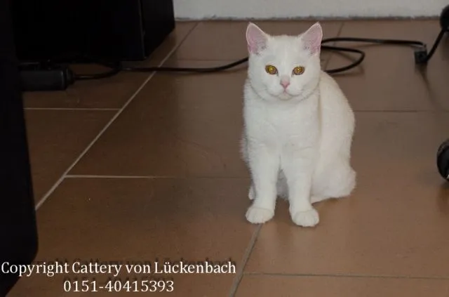 Ich suche ein dringend ein neues Zuhause!