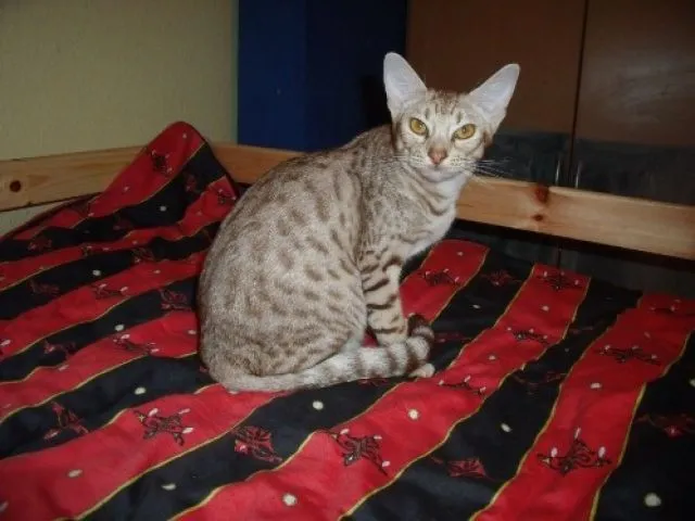 Superhübsche Ocicat-Dame in cinnamon silver abzugeben !