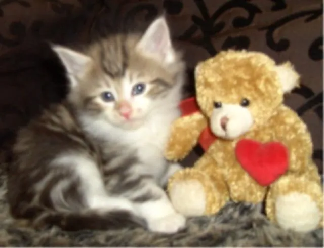 Norwegisches Waldkaterchen Baby in der Farbe Amber!
