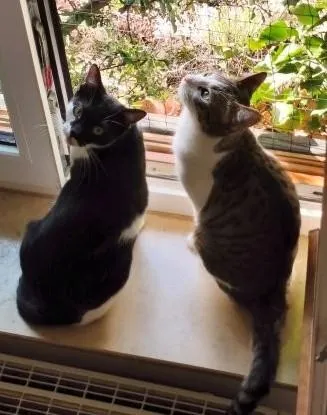 Ellen & Zora - zwei verschmuste Katzenmädchen suchen gemeinsames Zuhause