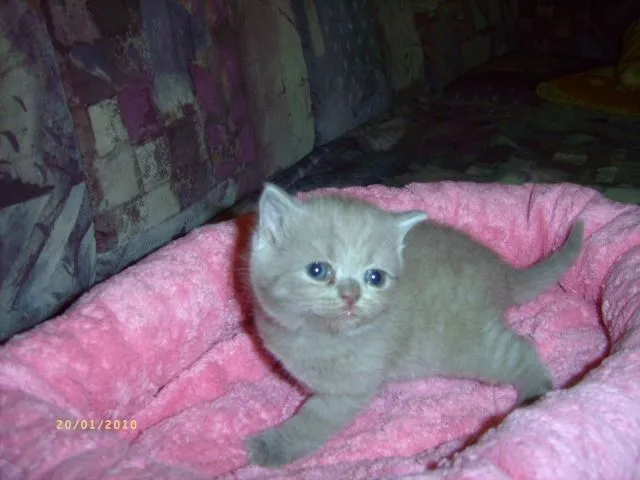 Wunderschöne reinrassige BKH-Kitten  mit gutem Stammbaum
