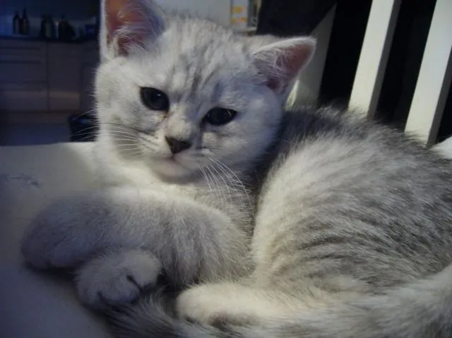 BKH Kitten Babykatze würde gerne Ihr Herz erobern
