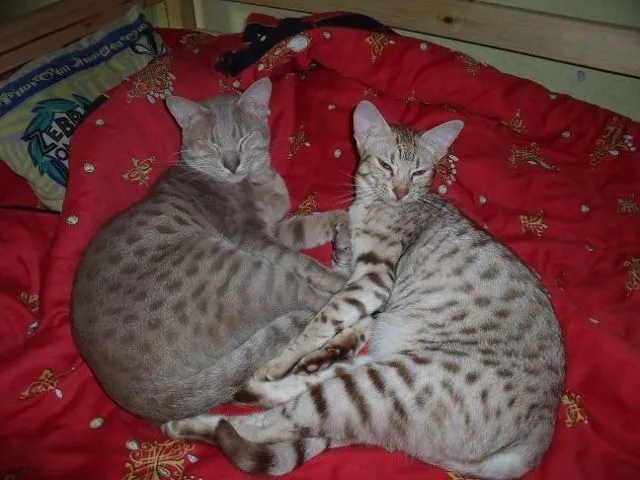 Rarität ! Superhübsche Ocicat-Kitten !!!