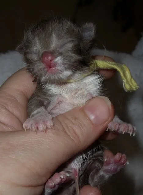 Zwei BKH - Kitten suchen noch ein neues zu Hause