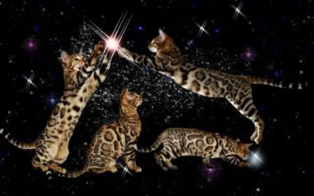 Atemberaubend schöne Bengal Kitten zur Zucht o. Pet