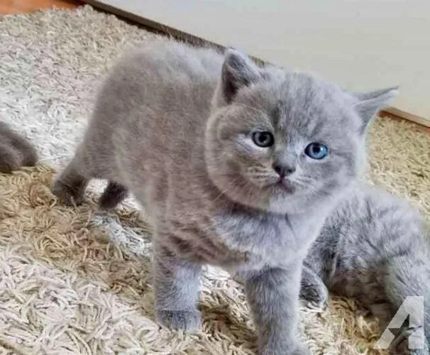 BKH KITTEN (Baby Britisches Kurzhaar Kätzchen)