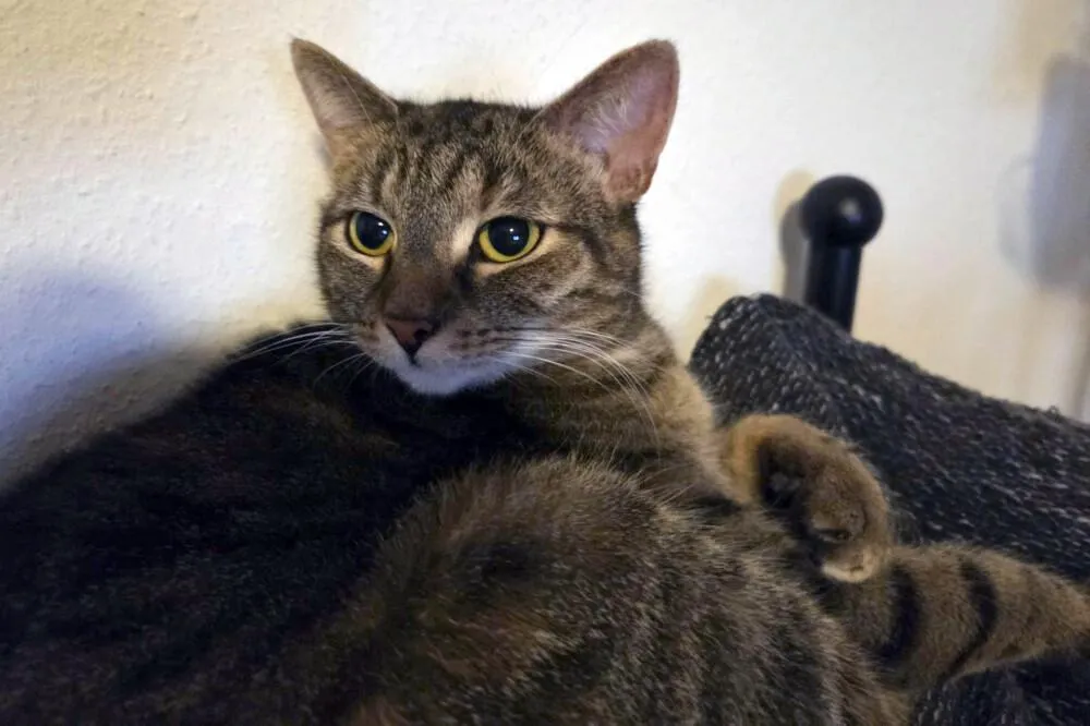 STELLA - europäische Kurzhaar - 3 Jahre - Tierhilfe-Franken e.V.
