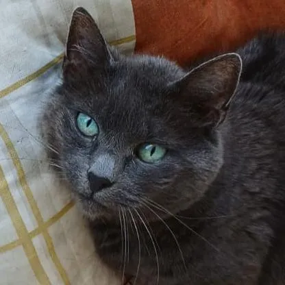 EMMA - europäische Kurzhaar - 12 Jahre - Tierhilfe-Franken e.V.