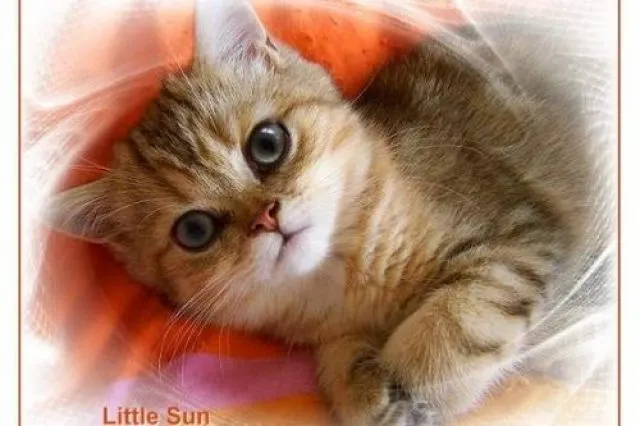 Verschmuste Exotic Shorthairbabys