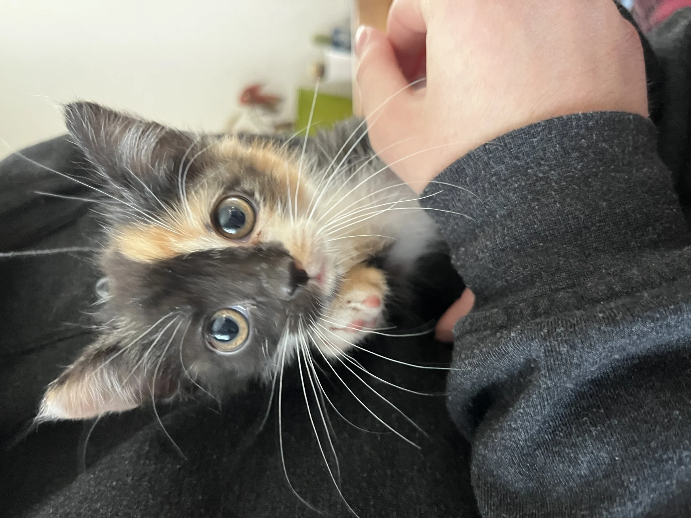 Katzenkind