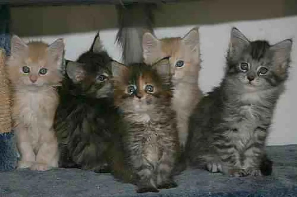 traumhafte Maine Coon Kitten