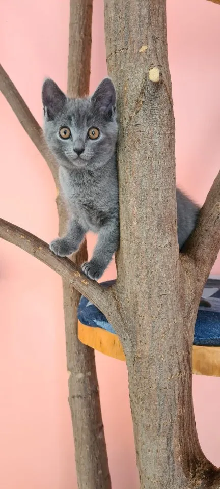 Reinrassige Chartreux Kitten
