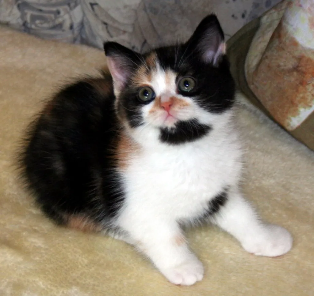 + Wir haben supersüße Kitten in tollen Farben *