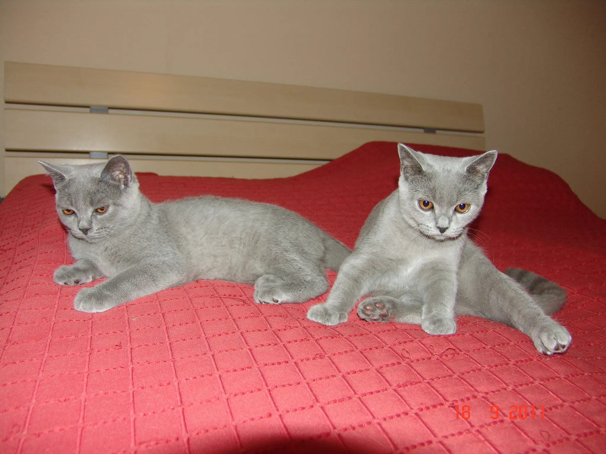 BKH-Blau-Kater