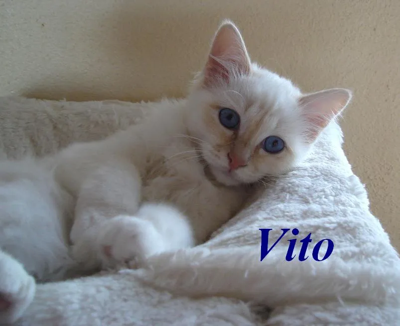 Unser Birmakaterchen Vito sucht noch einen Schmuseplatz auf Lebenszeit