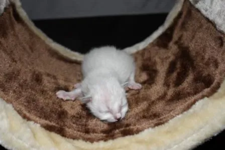 Heilige Birmakitten suchen liebevolle Dosenöffner!