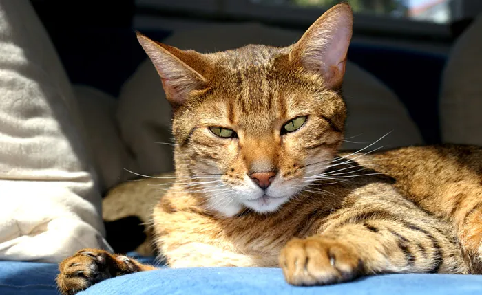 +++Bengalkatzen - Bengal Katze mit Papieren aus Hobby-Züchter+++