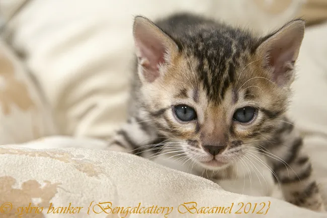 Bengalkater (chen) gesucht? HIER gefunden?