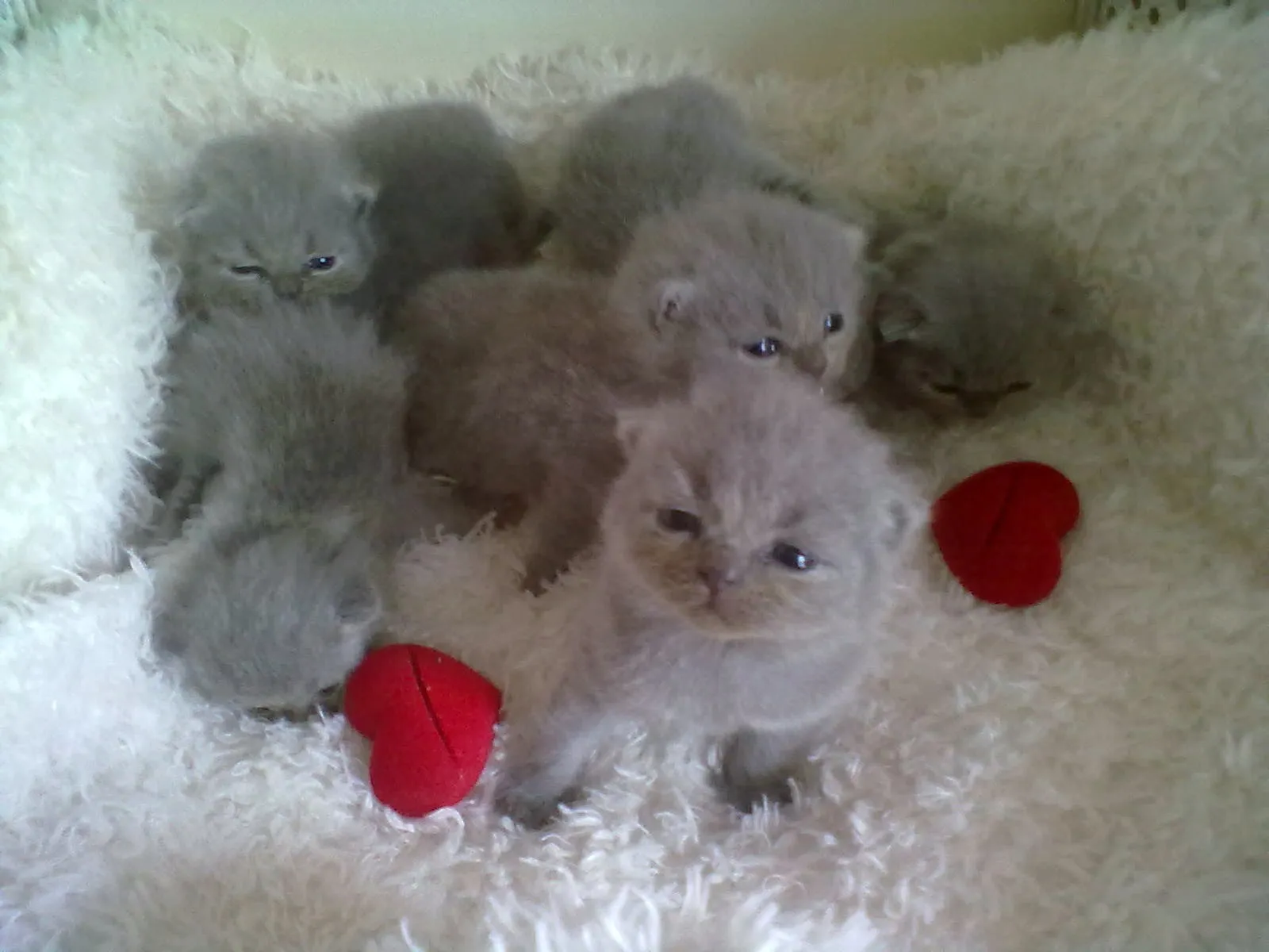 Süße reinrassige BKH Kitten ab 7. August 2013 abzugeben!