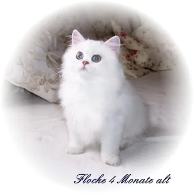 Perserkitten  in silver shaded, silver point und golden point zu verkaufen