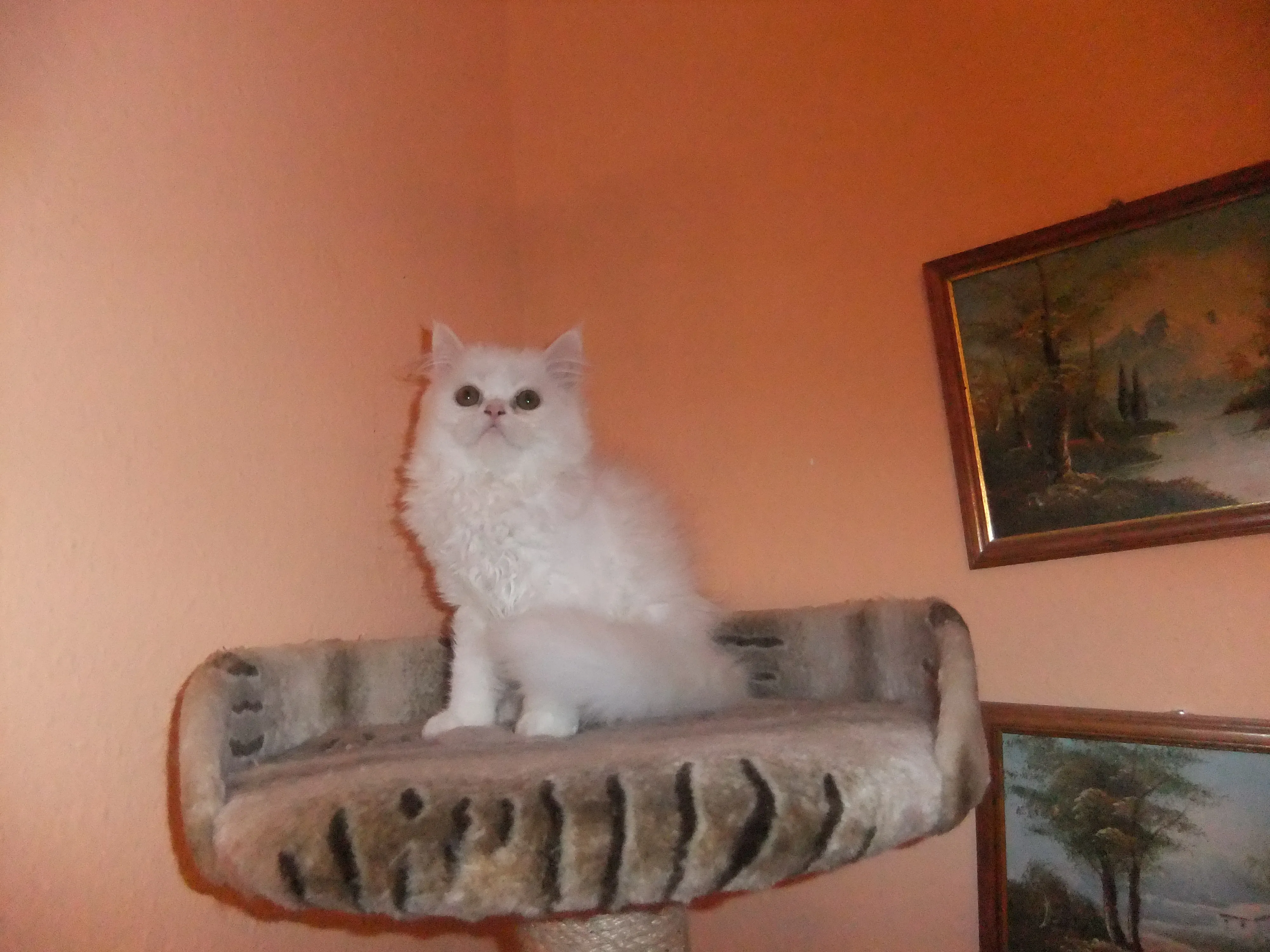 perser,perserkatze Babys
