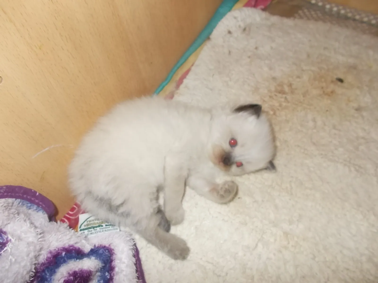 Heilige Birma Kitten