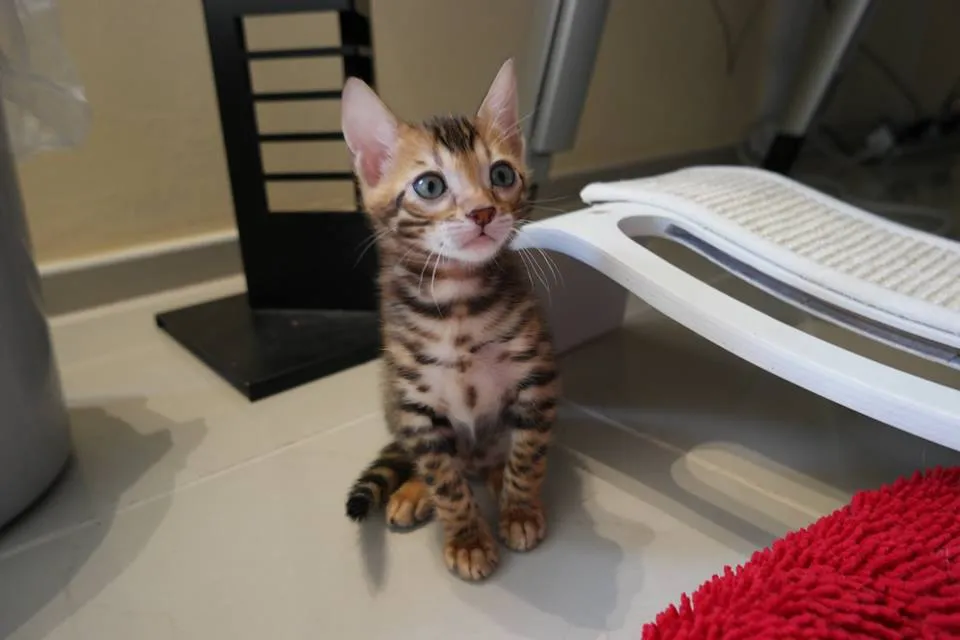 Bezaubernde Bengal Kitten inkl. Stammbaum Bengalen Katzen