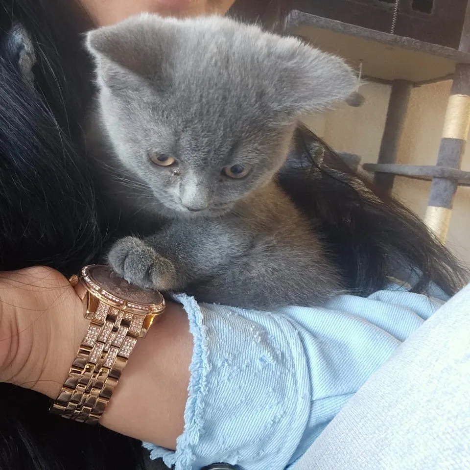 Britisch Kurz Haar Kater 3 Monate