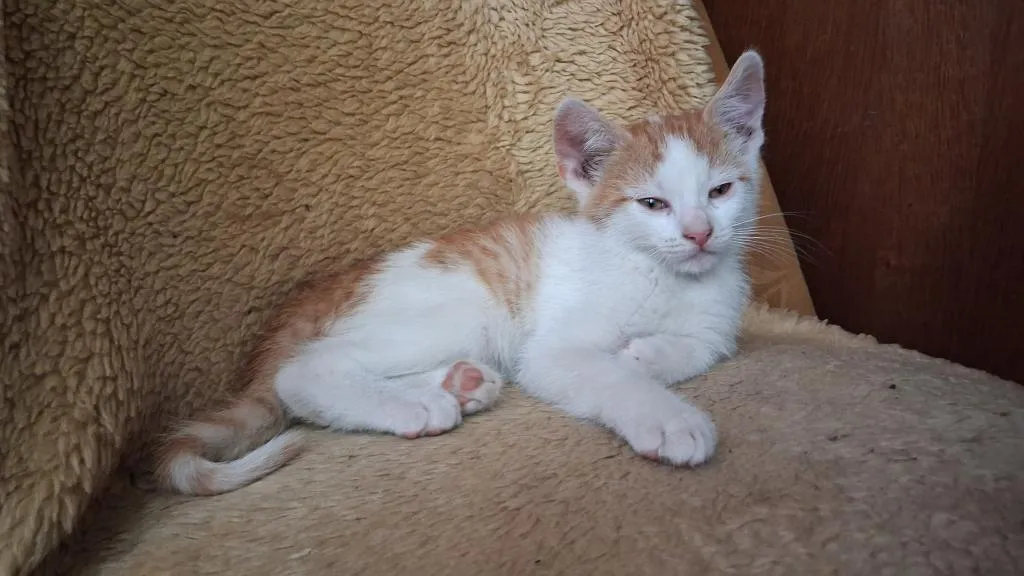 **Nur noch ein süßer rot-weißer Kater sucht sein Für-immer-Zuhause!**