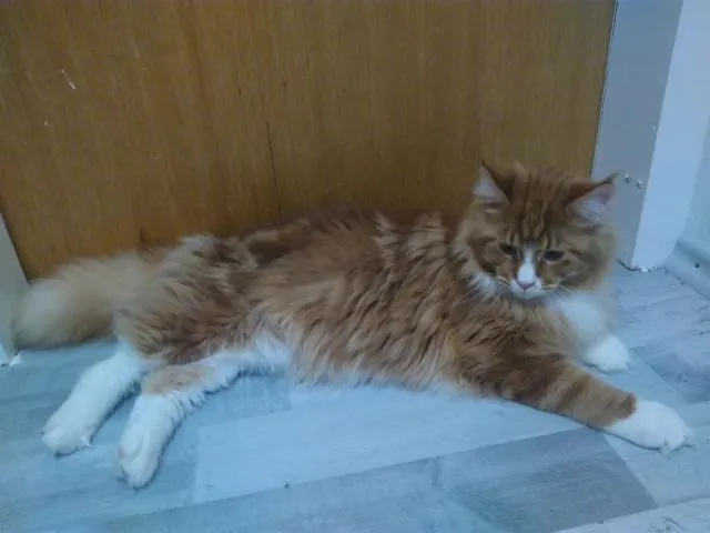 Deckkater Main Coon