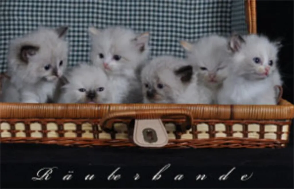 Bezaubernde Ragdollkitten.