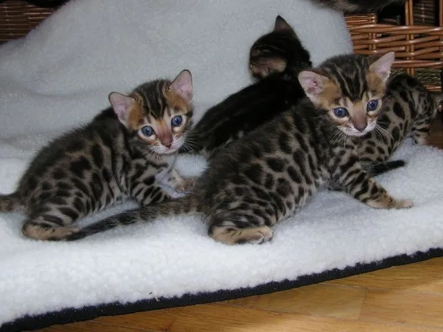Vier wunderhübsche Bengalkitten und ein süßes Findelkind abzugeben