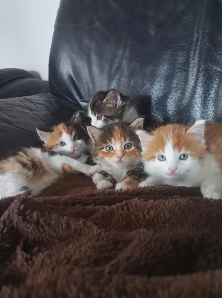 Zauberhafte Glückskätzchen (3-farbig) Maine-Coon-Mix weiblich + männlich