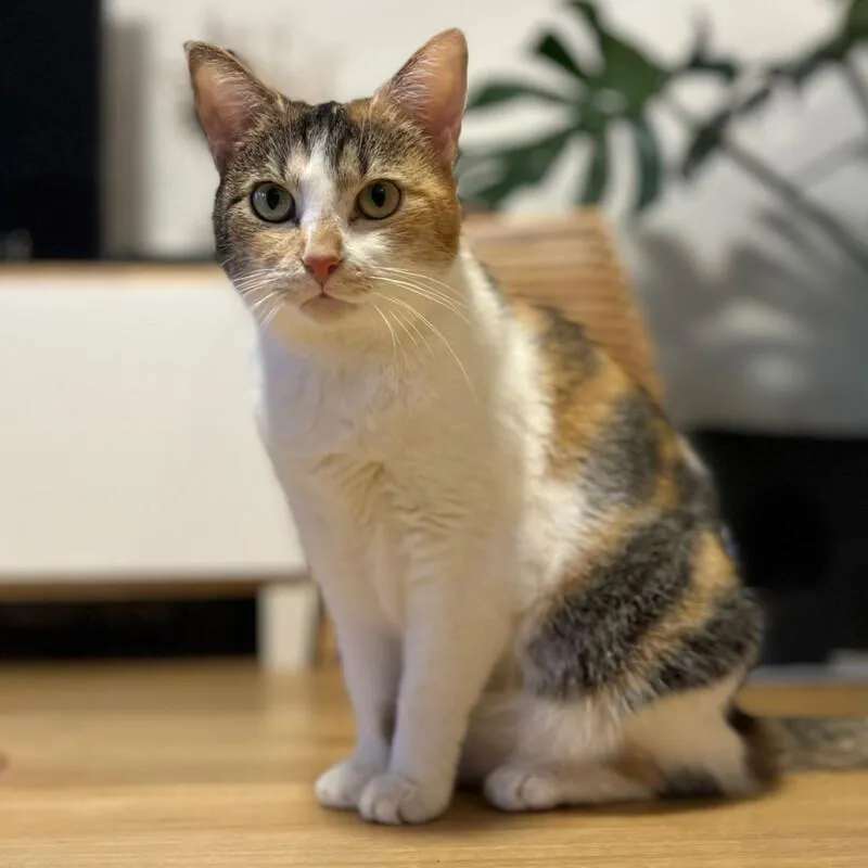 PIXI und BELLA- europäische Kurzhaar - 3 Jahre - Tierhilfe-Franken e.V.