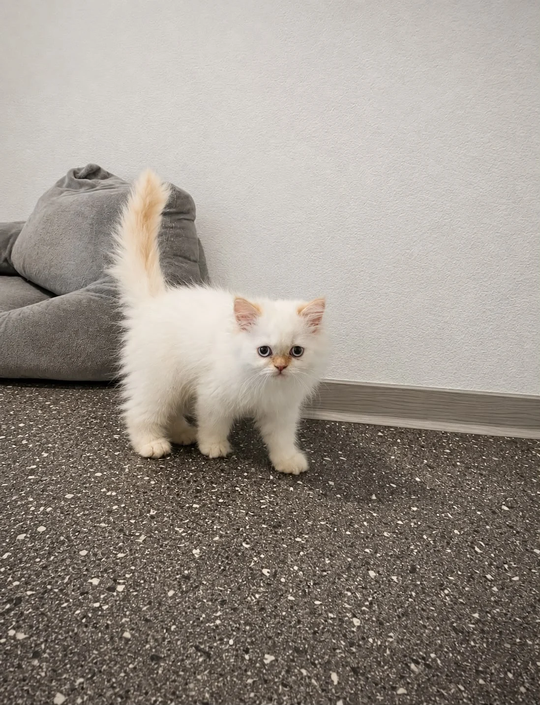 PerserKitten mit Nase - geimpft, gechipt, 4-fach entwurmt - inkl. großem Starte