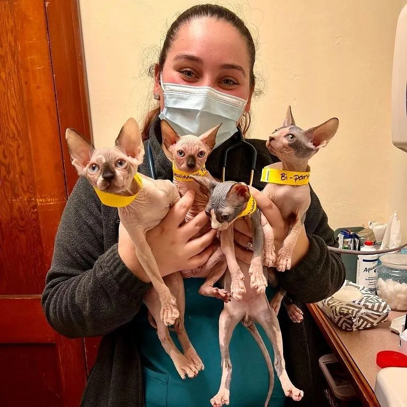 Canadian Sphynx Kätzchen abzugeben