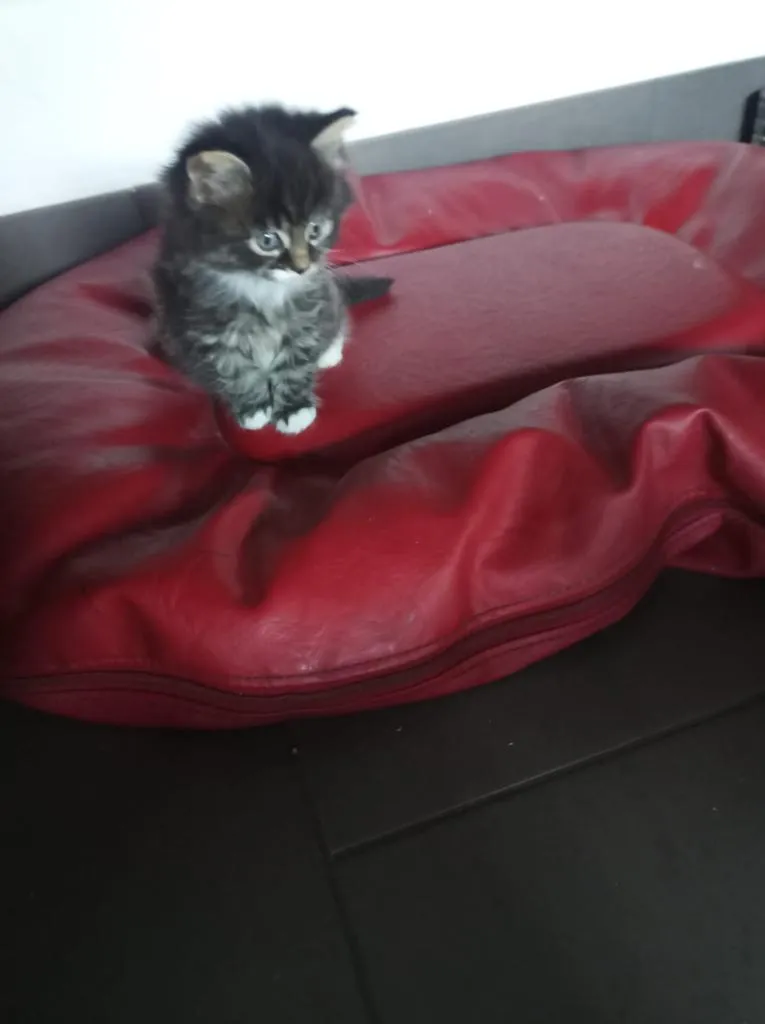 Maine-Coon-Mischlingskätzchen aus liebevoller Privathaltung männlich