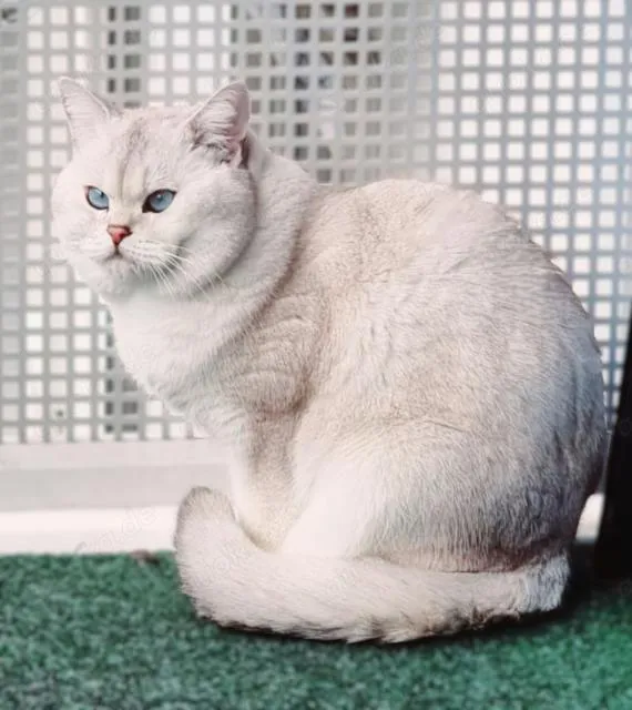 Deckkater Stammbaum blauen Augen BKH Farbe seal-silver-shaded-point ns 11-33