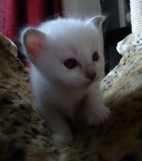 Kleine Schmusetiger suchen Kuschelplatz auf Lebenszeit!