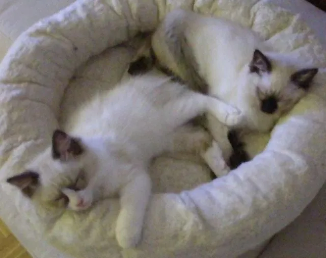 Ragdollkitten