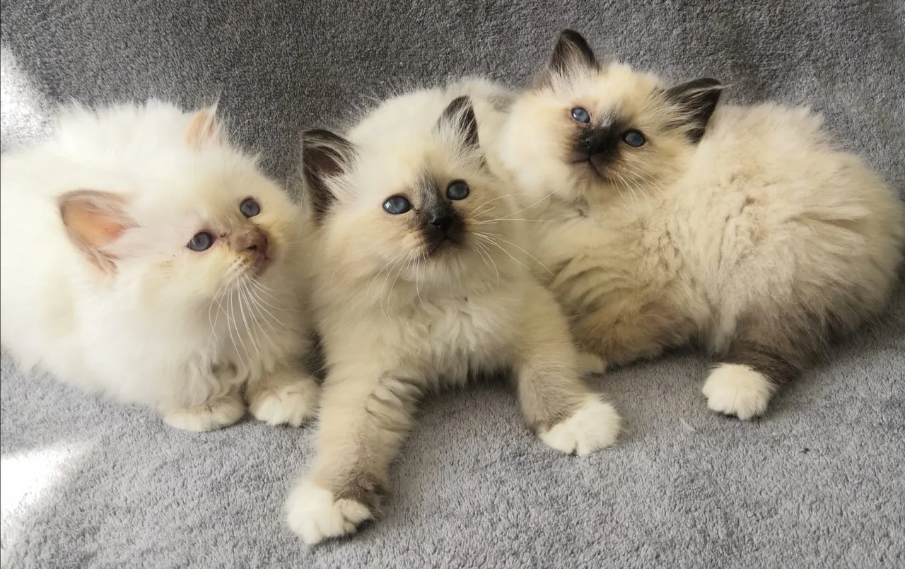 Heilige Birma Kitten suchen ein neues Zuhause