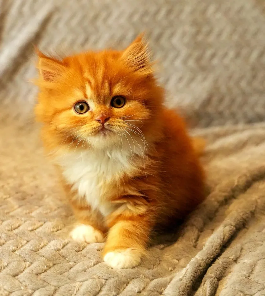 Selkirk Rex / Straight Kitten mit Stammbaum