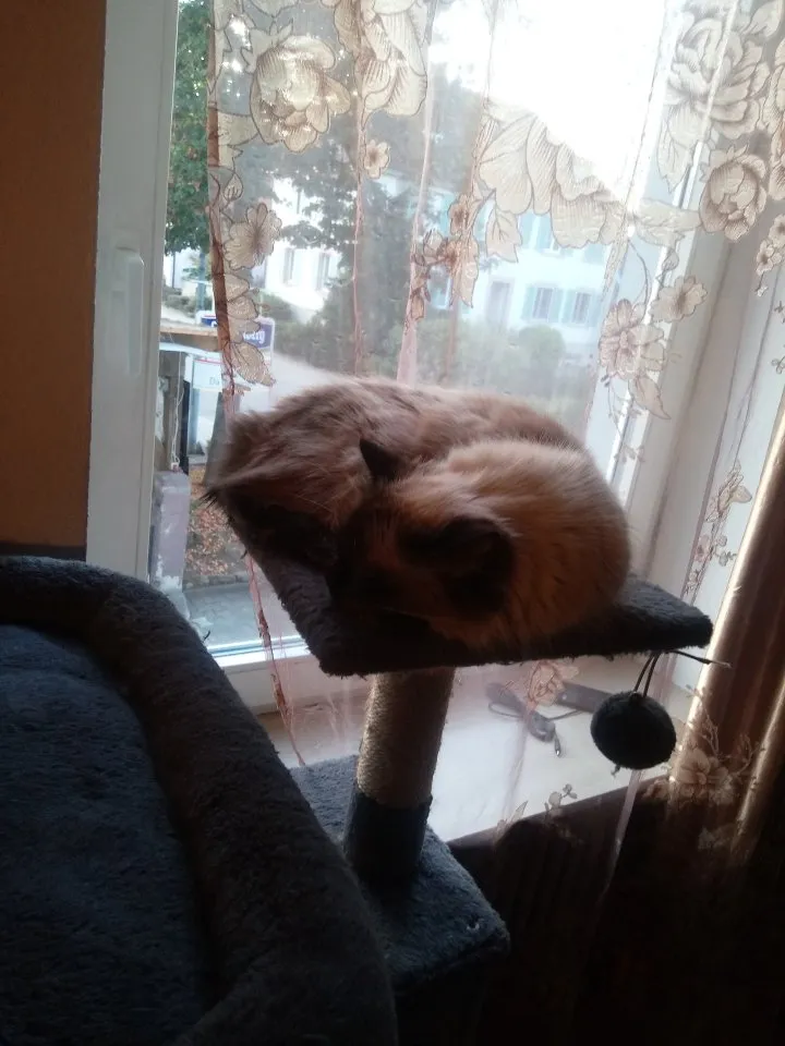 Katze                                          .