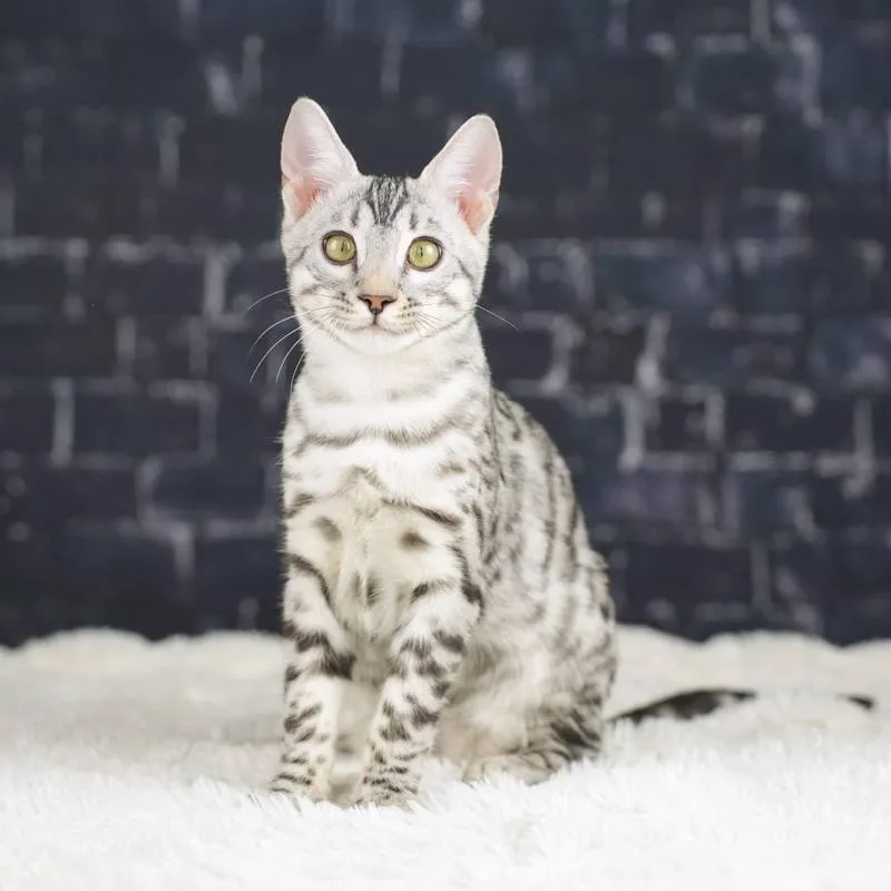 **Top Bengal Kätzchen - Reinrassige - Absoluter Top Preis**