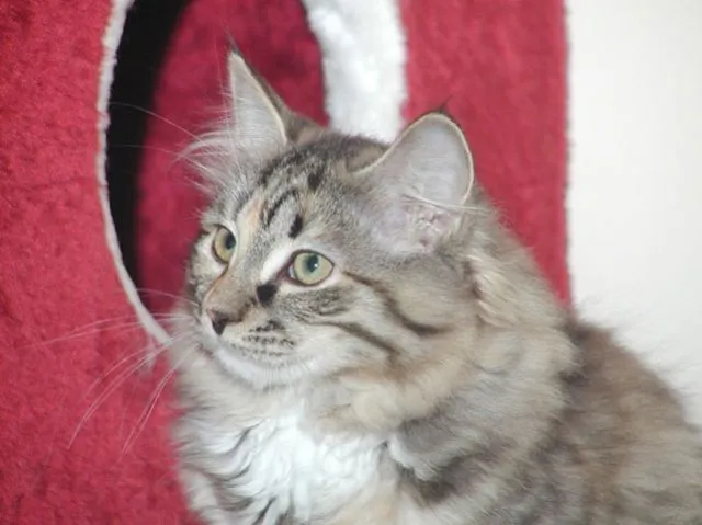 Ira vom Ohlenberg (Sibirische Katze)