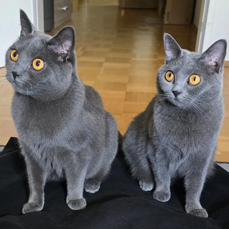 LADY GHOST und MASTER SHAKE werden gemeinsam vermittelt - Chartreux, weiblich/mä